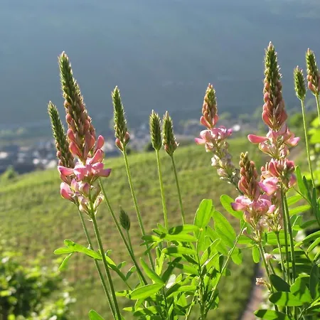 Gastehaus Weingut Arns Casa di campagna Reil